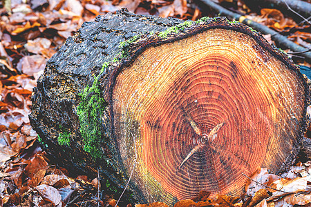 荷兰森林中的剪切木柴 荷兰森林林地木材硬木林业树干材料日志环境棕色荒野图片