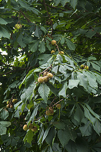 树枝上的栗子果实农业树叶花园坚果核桃叶子柠檬热带植物食物图片