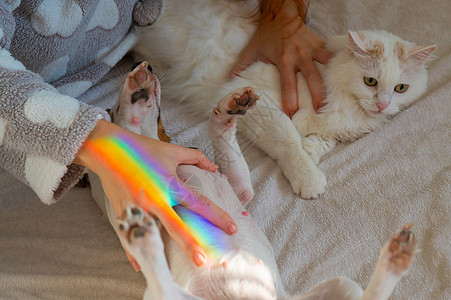 白人女人拿着白毛猫和杰克罗素泰瑞尔狗躺在床上 红发女孩抱宠物毯子拥抱动物喜悦女性感情房子尾巴朋友们睡衣图片