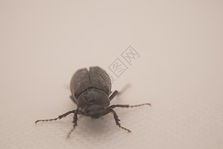 Melolontha是斯卡巴伊达家族的甲虫基因荒野翅膀威胁生物动物自然野生动物害虫漏洞昆虫图片