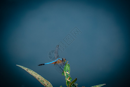 蓝蜻蜓抓住干燥的树枝 复制空间 蜻蜓在大自然中 蜻蜓在自然栖息地 户外蜻蜓的美丽自然场景公园萤火虫昆虫环境动物群生活眼睛叶子生物图片