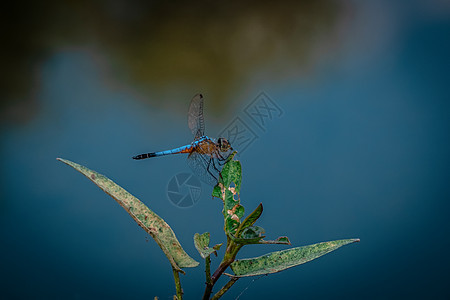 蓝蜻蜓抓住干燥的树枝 复制空间 蜻蜓在大自然中 蜻蜓在自然栖息地 户外蜻蜓的美丽自然场景身体捕食者眼睛植物生活翅膀魔法昆虫学野生图片