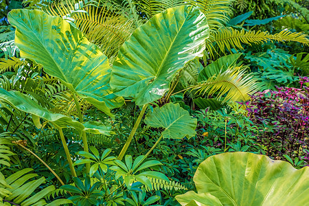 热带花园自然背景中的林木和树木的绿色性质大叶树叶公园衬套墙纸叶子紫色植物学植物旅行图片