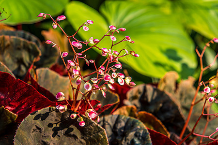 小粉红鲜花 自然林和花园装饰的树木旅游叶子植物群木头环境公园衬套大叶热带墙纸图片