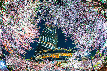 樱花花和东京市中心樱花夜景景观男人港区城市植物建筑群花瓣机构图片