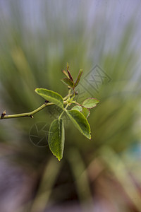 玫瑰花或罗莎花新叶的特写镜头以及其他绿色植被的模糊背景花瓣玫瑰薰衣草荒野园艺宏观植物花园杂交种粉红色图片