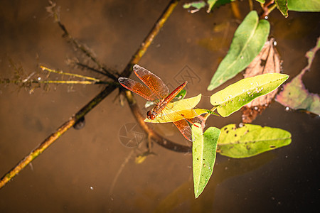 蜻蜓抓住干燥的树枝 复制空间 蜻蜓在大自然中 蜻蜓在自然栖息地 户外蜻蜓的美丽自然场景身体荒野萤火虫翅膀叶子公园野生动物眼睛捕食图片