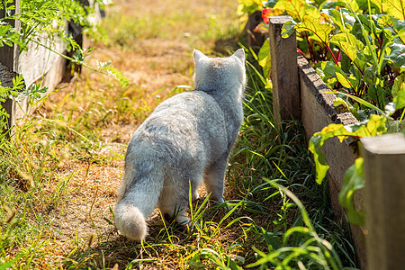 白种纯洁的猫 夏天在有绿甜菜叶的床边行走图片