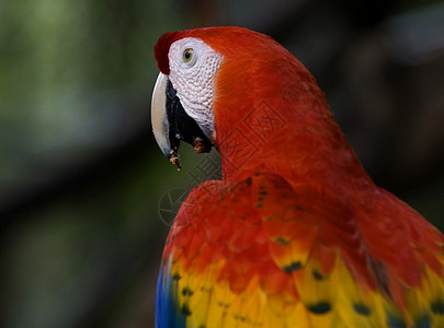 斯嘉丽马考金刚鹦鹉鹦鹉红色热带天际背景图片