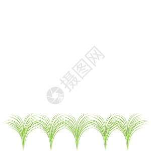 Lemongrass 演示图解图标模板免费香料芳香疗法茶杯叶子植物蔬菜香气插图药品图片