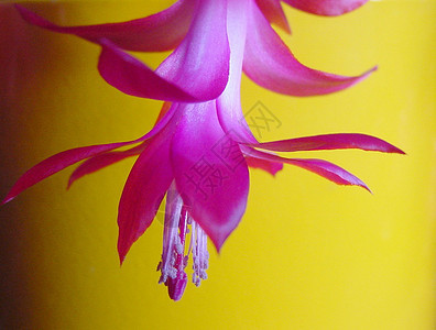 紧贴着粉红色的fuchsia花朵背景图片