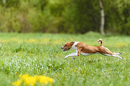 路亚赛中巴辛吉犬跑过场地的地面飞力矩哺乳动物运动猎犬晴天公园训练竞赛活力衬衫赛车图片