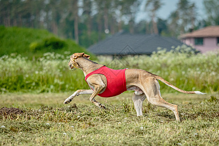 穿着红衬衫的Saluki狗在田里追着诱饵跑来赶去竞争阳光课程哺乳动物花园动物公园速度草地活力猎犬图片