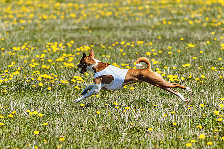 穿着白衬衫的巴森吉狗在野外奔跑 因为有种叫声比赛场地阳光晴天衬衫动物课程好奇心猎犬赛车哺乳动物图片