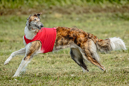 穿红衬衫的博尔佐伊狗在野外追逐诱骗竞争花园阳光赛车公园速度好奇心乐趣课程猎犬训练图片