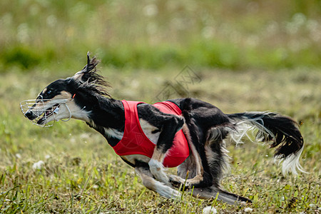 穿着红衬衫的Saluki狗在田里追着诱饵跑来赶去竞争运动课程乐趣猎犬场地草地速度赛车晴天阳光图片