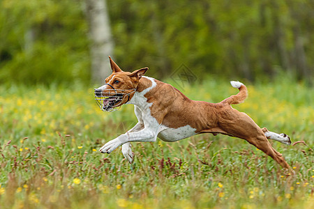 在绿地上竞争引诱卷圈竞争比赛的 绿色赛场中竞跑中的年轻贱民狗活力赛车动物竞赛公园哺乳动物运动晴天速度衬衫图片
