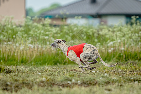 穿红衬衫的惠偶狗跑跑和追逐田野中诱骗赛马比赛竞赛草地乐趣赛车好奇心活力猎犬动物场地训练图片