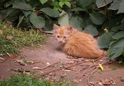 悲伤的小猫图片