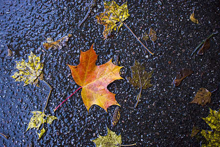 秋天落在沥青上的枫叶 黄色 绿色 秋叶散落在潮湿的黑色沥青上公园季节植物学地面植物树叶植物群金子枫香人行道图片