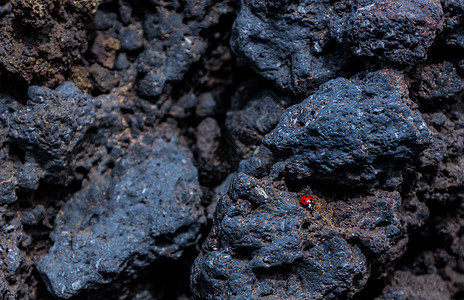 西西里埃特纳山的一小只小大虫火山喷发地质学动物科学火山岩宏观岩石景观石头漏洞图片
