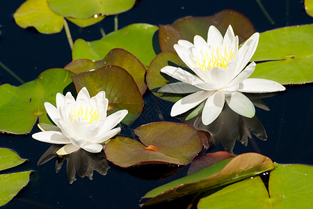 仅含水叶子水生植物池塘绿色液体百合白色图片