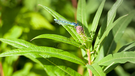 野向蜻蜓叶子绿色狂野荒野野花植物背景图片