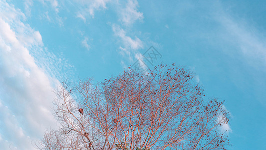大气平静的天空云全景背景干树枝秋夏结束进步回归生活概念冥想画报天际收藏照片天蓝色墙纸横幅格式木头图片