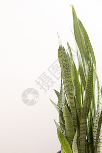 含有变异叶叶的桑塞维里亚三法西阿塔植物图片