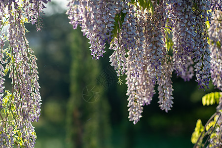 在阳光明媚的春日 从花园的格子架上垂下的美丽紫色紫藤花的近景 阳光从树枝上方照耀植物墙纸蓝雨藤蔓街道花园晴天房子季节园艺图片