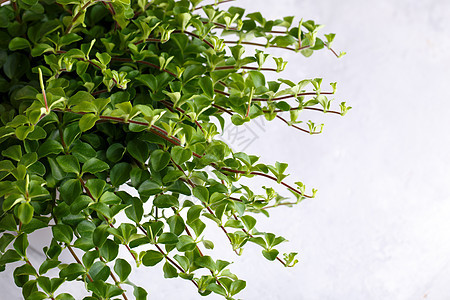 Peperomia 网膜盆栽白色绿色房子植物群植物花园桌子网状灌木图片