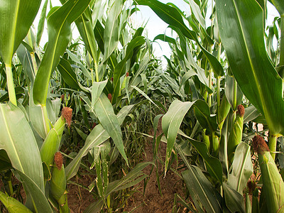 角字段作物燃料玉米乙醇农场蔬菜食物绿色场地粮食图片