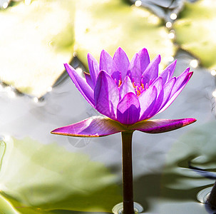 孟加拉鲜花照片组织植物花园家居玫瑰装饰力量自然图片宏观艺术图片