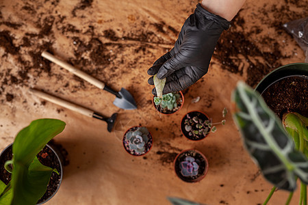 家庭花园的概念 为移植家用植物做准备工作 笑声种植叶子热带生态幼苗桌子土壤工艺植物学栽培图片