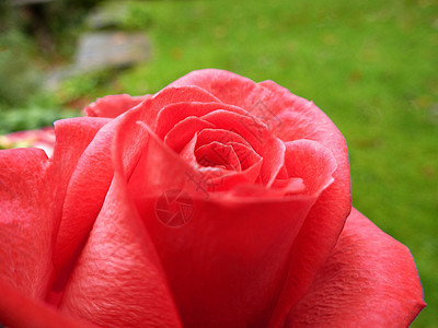 红玫瑰 有精细的花瓣 春天的象征背景图片