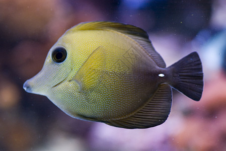 黄色水族馆眼睛鱼缸热带图片