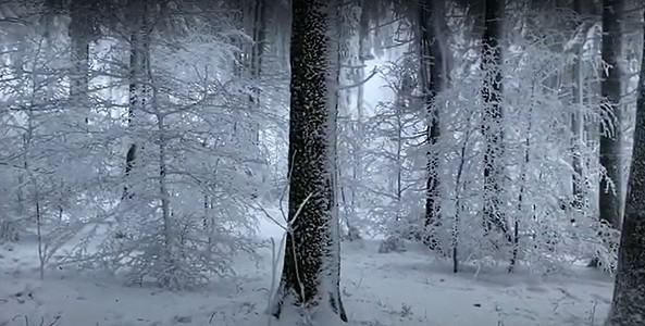 在山顶的云朵中 积雪覆盖的枯树森林蓝色树林公园农村灌木丛寒冷风景荒野落叶图片
