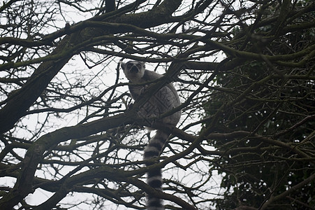 树上环尾狐猴动物尾巴灵长类猴子图片