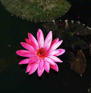 孟加拉鲜花照片组织装饰力量宏观艺术花卉植物图片花园自然爱好者玫瑰图片