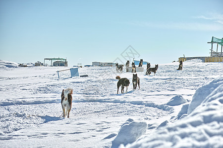 格陵兰伊卢利萨特市的雪橇犬 雪橇犬  丹麦格陵兰岛伊卢利萨特市有 7000 只雪橇犬 该市人口为 4500 人 5月天空农村季节图片