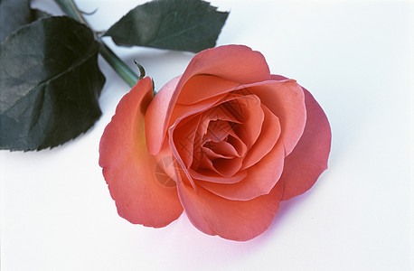 白色的一朵浪漫红玫瑰背景图片
