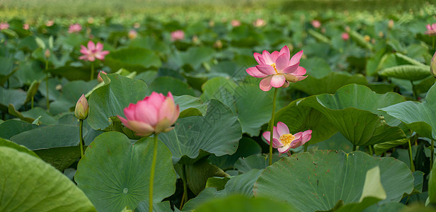 一朵粉红色的莲花在风中摇曳 以他们的绿叶为背景 自然环境中湖上的莲花场植物草药荷叶花园花粉池塘百合荷花野花叶子图片