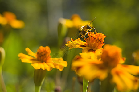 梦幻蝴蝶蜜蜂小蜜蜂食草动物从蝴蝶的橙色花朵中收集花蜜 复制空间 在缩小时晴天宏观蜂蜜环境场地荒野翅膀花瓣叶子植物群背景