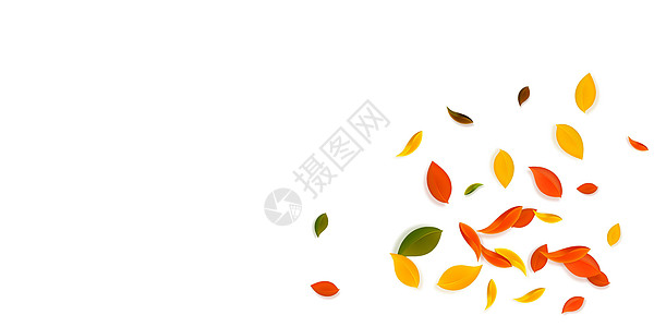秋天落叶 红 黄 绿 棕C树叶销售植物飞行学校墙纸纸屑生物快乐植物群图片