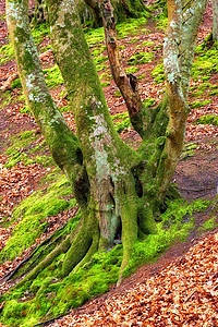 巨怪森林丹麦Rebild 在丹麦Jutland的Rebild国家公园 有魔法的森林国家公园太阳母亲叶子风景薄雾长椅环境植物图片
