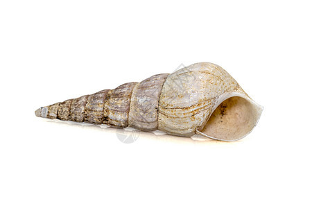 的图像是一种海蜗牛 一种海洋腹足类软体动物 属于白色背景下孤立的科 海底动物贝壳鲸鱼锥形犀牛贝类孢子塔壳收藏螺旋鼠科图片