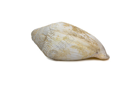 在白色背景上孤立的非常古老的白色海壳的图像 海底动物 贝壳生活热带生物海岸收藏纪念品异国贝类情调颗粒状图片