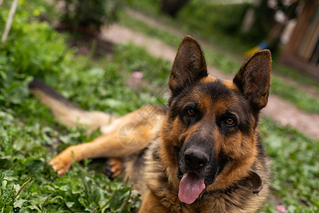 德国牧狗狗脸色好看极了毛皮动物纯种狗朋友乐趣宠物牧羊犬小狗走狗安全图片