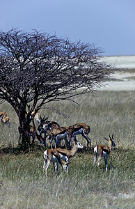 伊托沙的斯普林博克牛角哺乳动物食草跳羚旅行沙漠驾驶荒野羚羊碎石图片