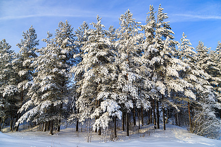 森林的冬季风景是雪的 关于冬天的文章 笑声降雪太阳公园蓝色仙境天空假期童话暴风雪云杉图片